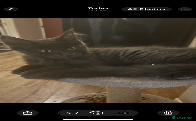 Maine Coon cats - Advert 10