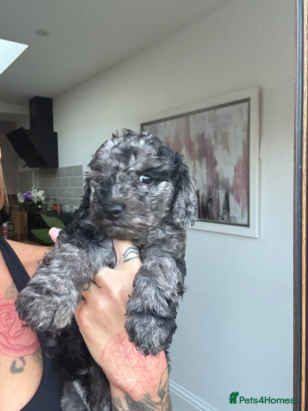 Cavapoochon dogs for sale: MERLE CAVAPOOCHON READY NOW  - Advert 6