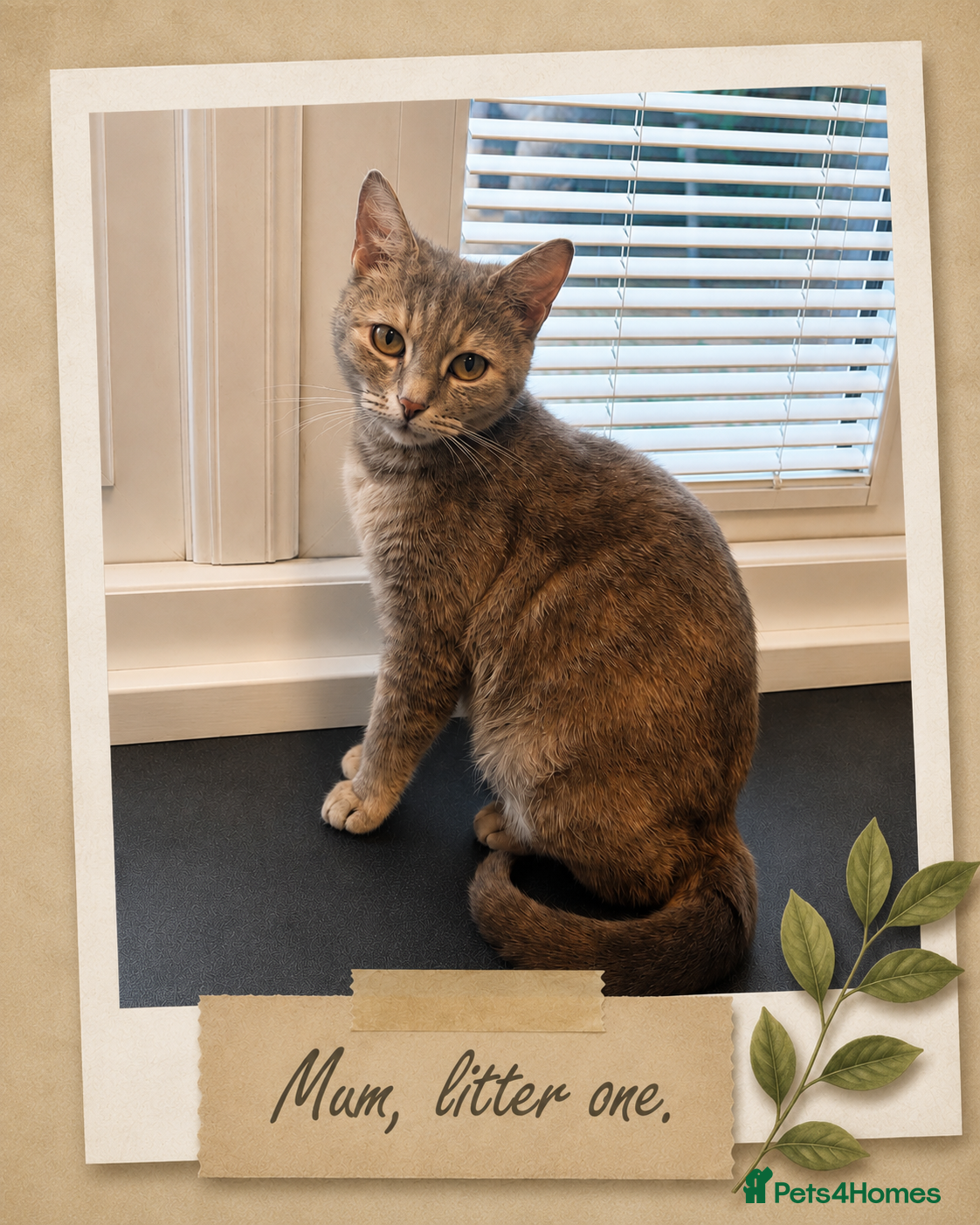 Mixed Breed cats 🐾 Beautiful Tabby x British Shorthair Kittens 🐾 - Advert 1