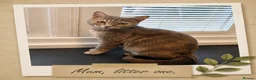 Mixed Breed cats for sale: 🐾 Beautiful Tabby x British Shorthair Kittens 🐾 - Advert 1