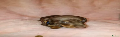 Dachshund Puppy 4