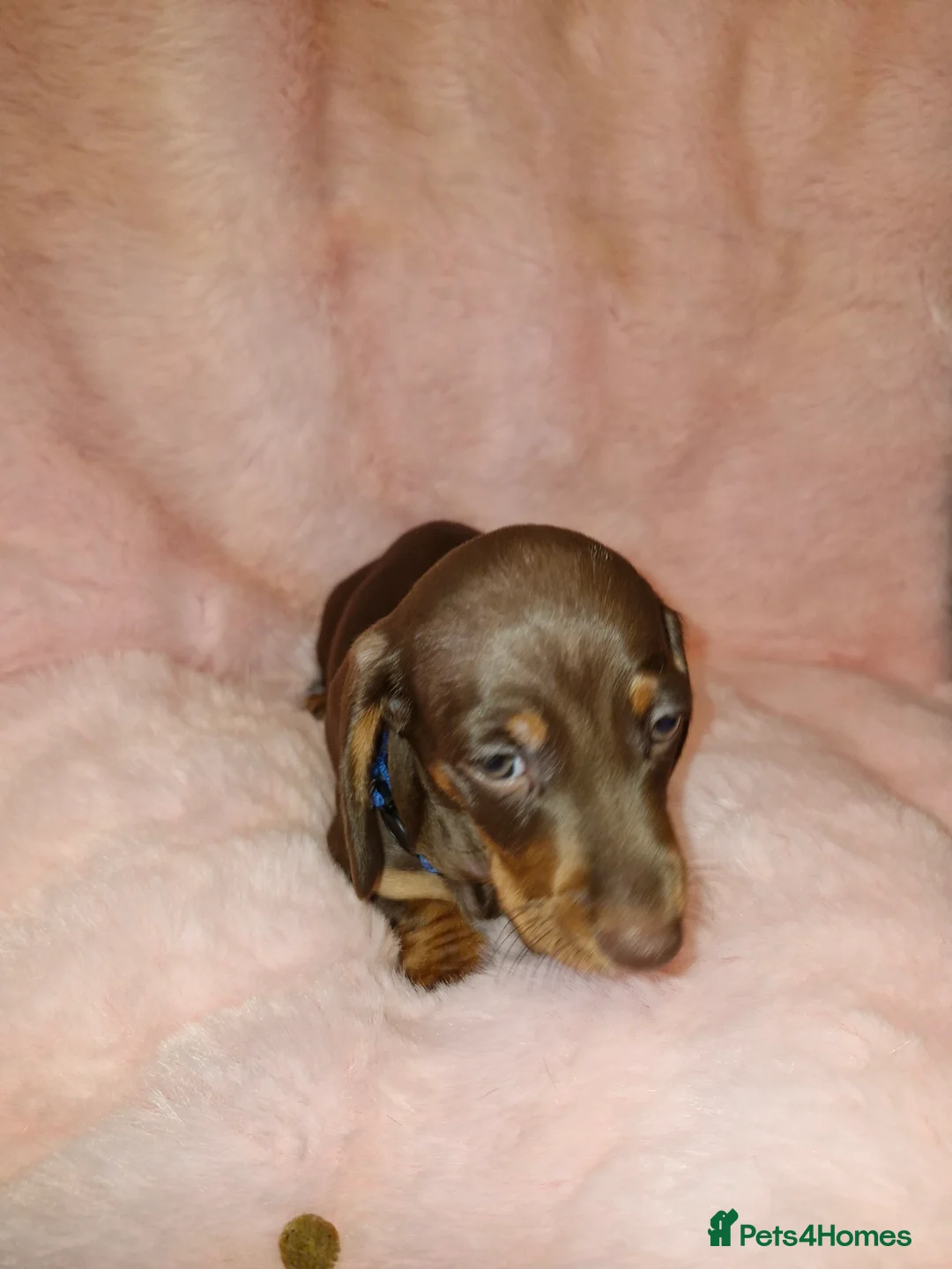 Dachshund dogs for sale: Miniature dashound  - Advert 3