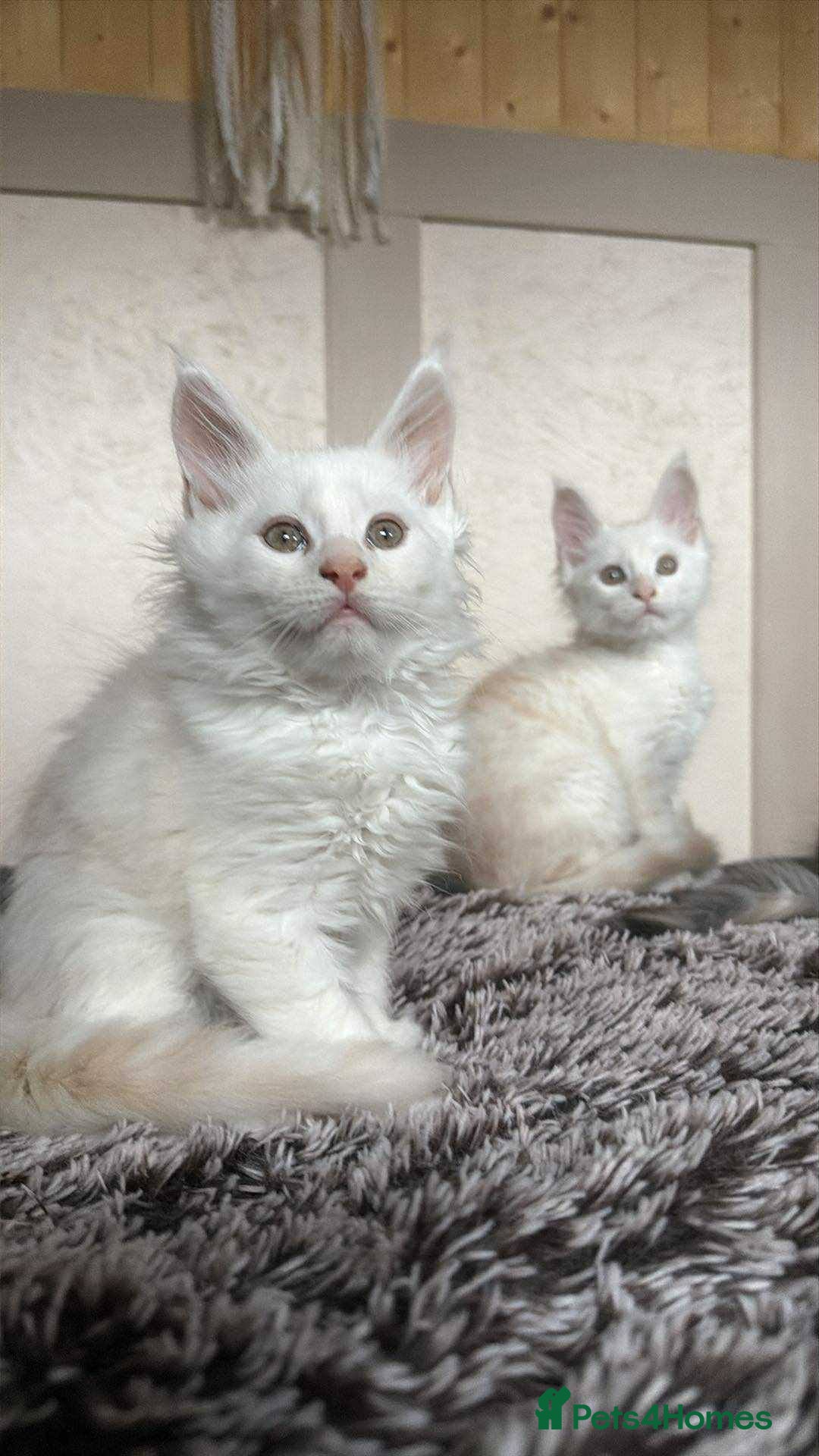 Maine Coon cats for sale: Beautiful Maine Coon Kittens - Advert 10
