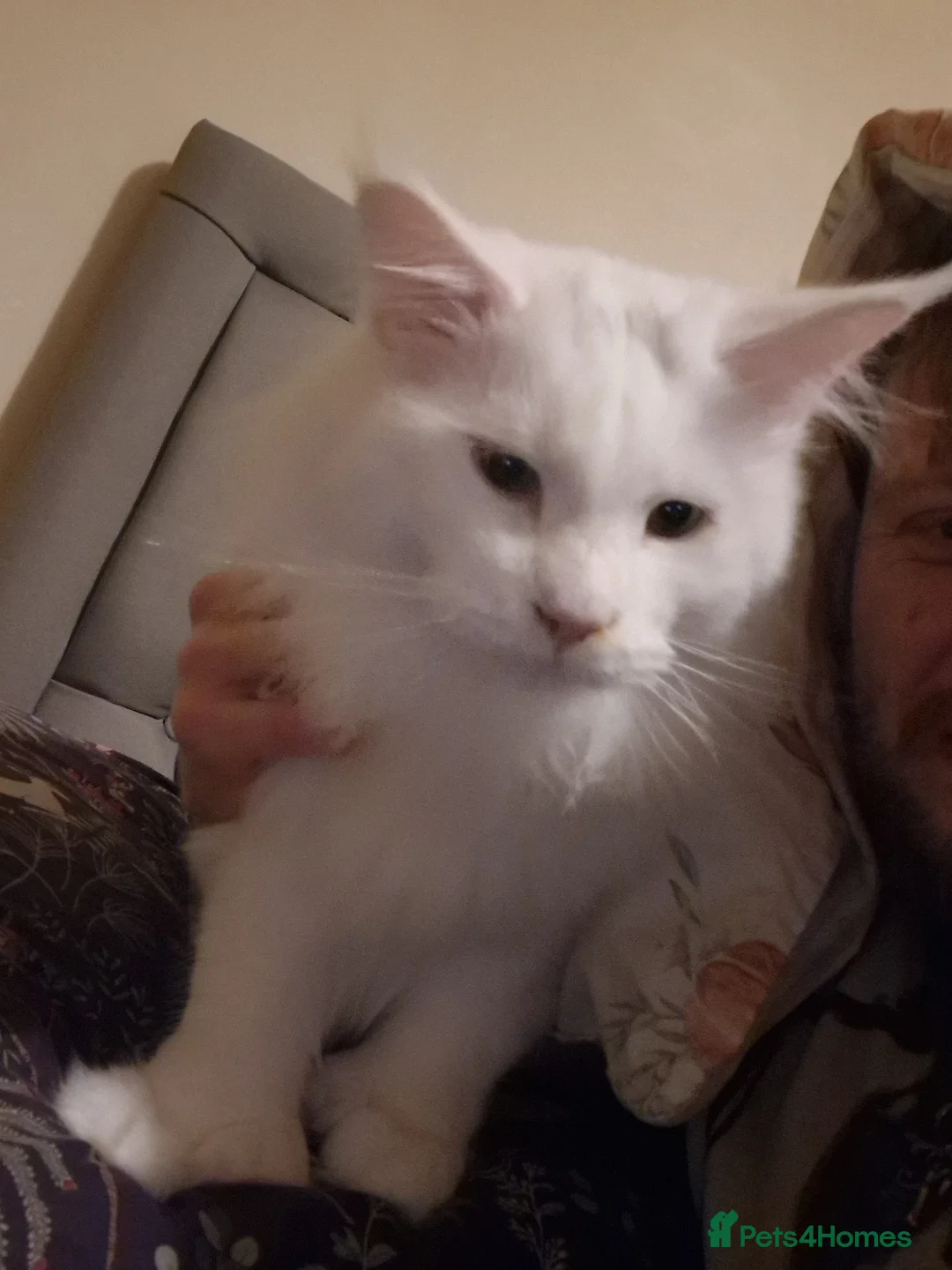 Maine Coon cats for stud: polydactly stud - Advert 2