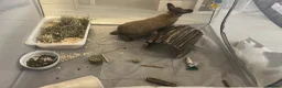 Mixed Breed rabbits for sale: Rabbit rehoming  in Wilmslow - Advert 2
