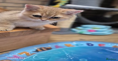 British Shorthair cats - Advert 16