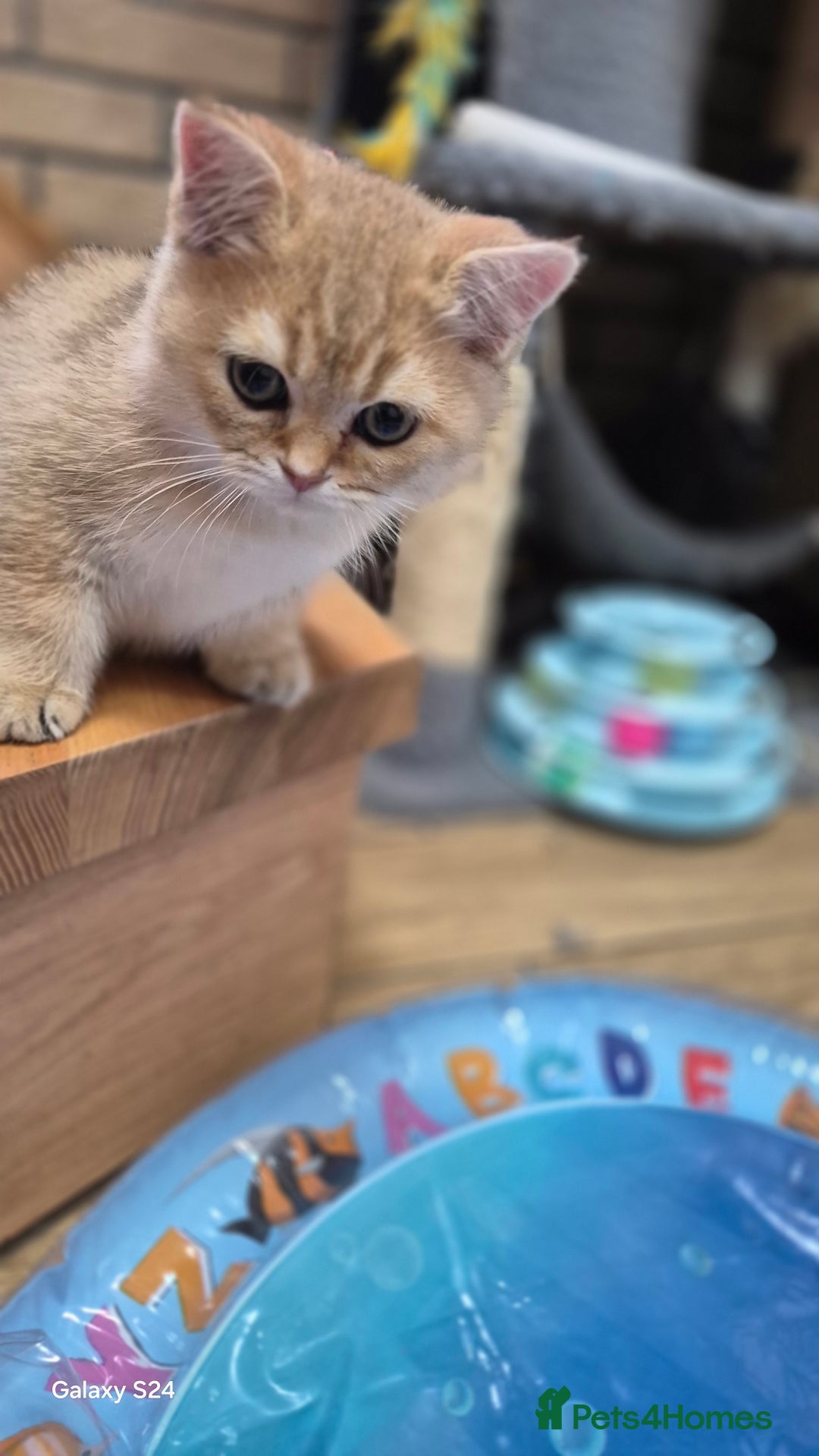 British Shorthair cats for sale: British shorthair  - Image 3