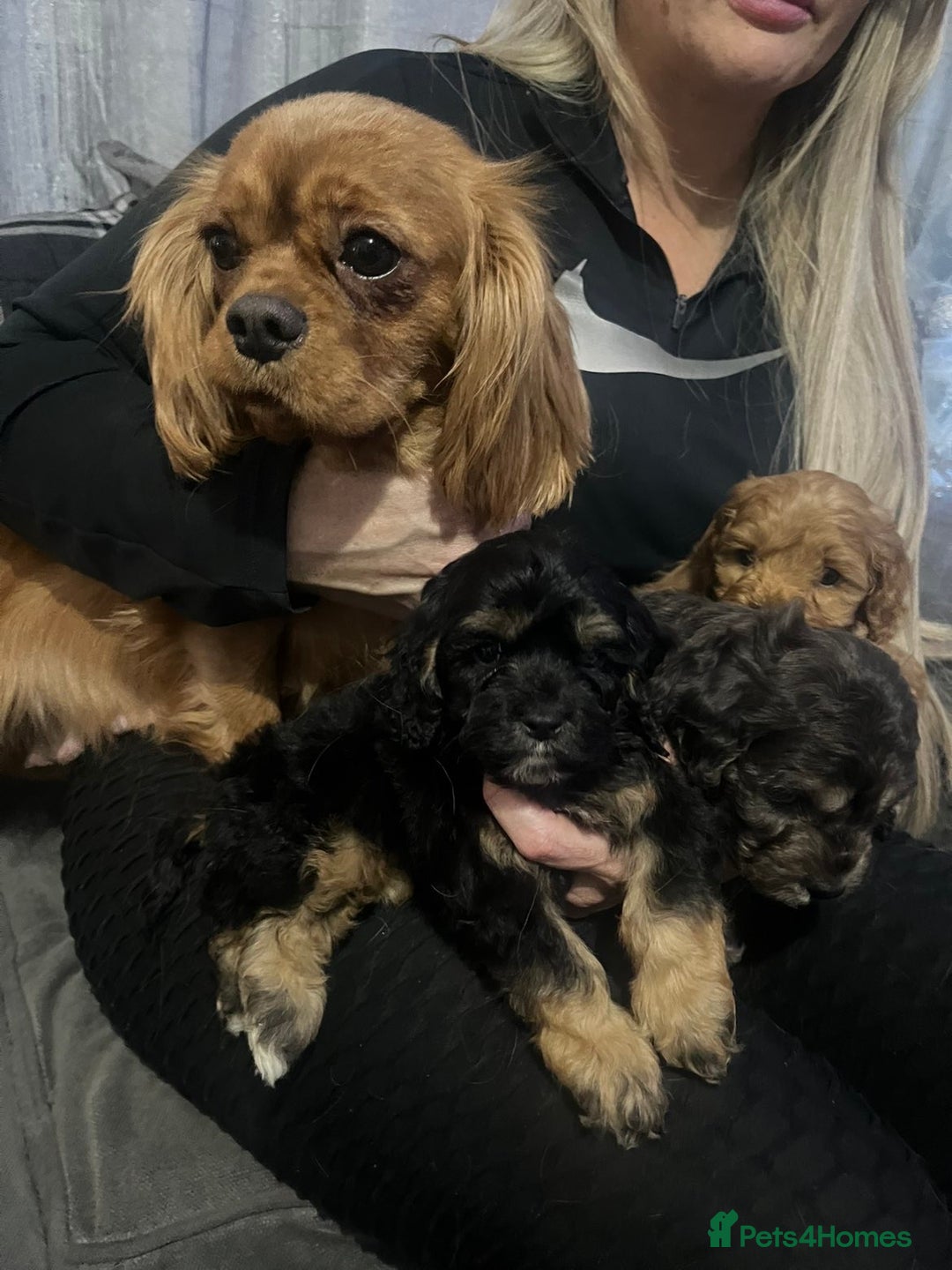 Cavapoo dogs for sale: Cavapoos f1 boys and girls  - Advert 3