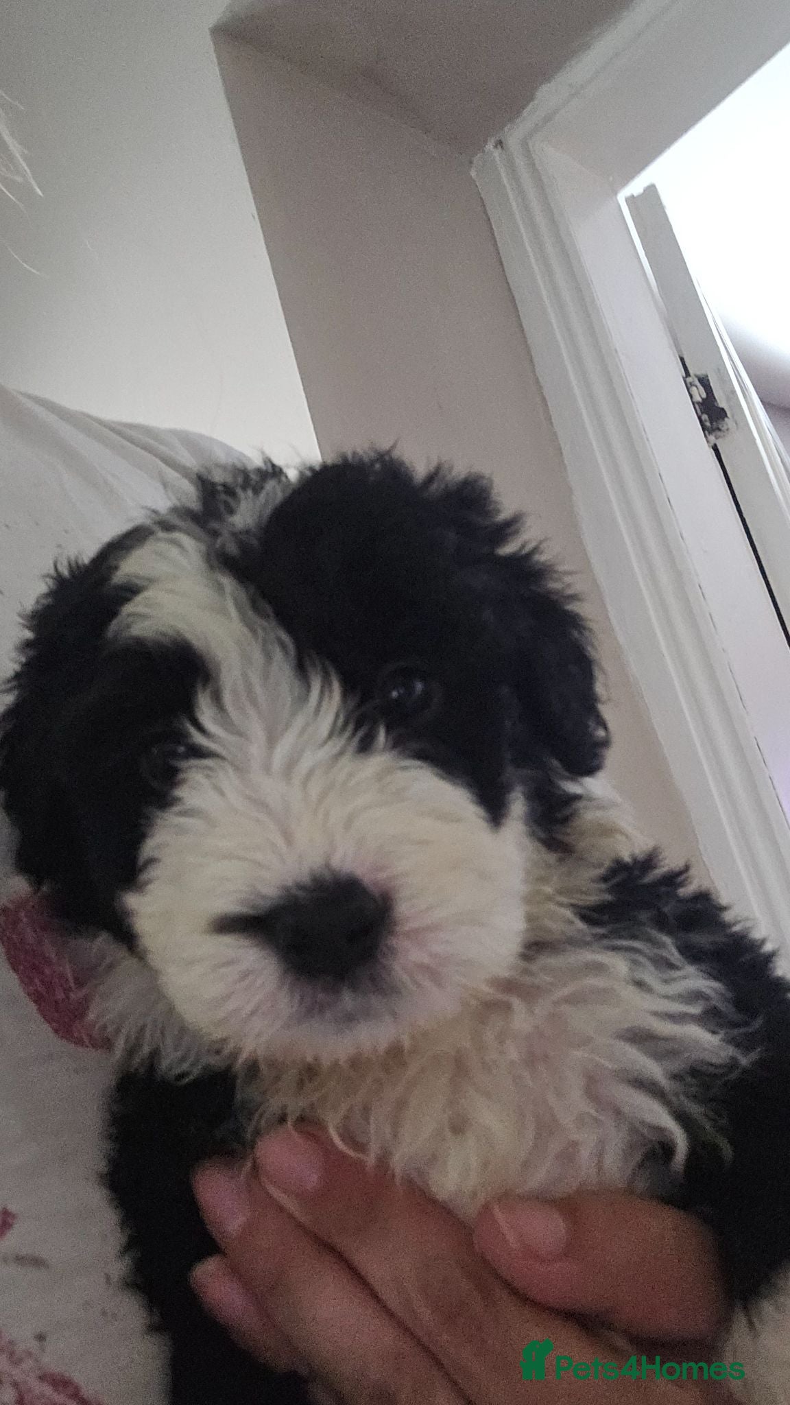 Old English Sheepdog dogs Old english sheepdog x bernese mountain dog 6 week - Advert 5