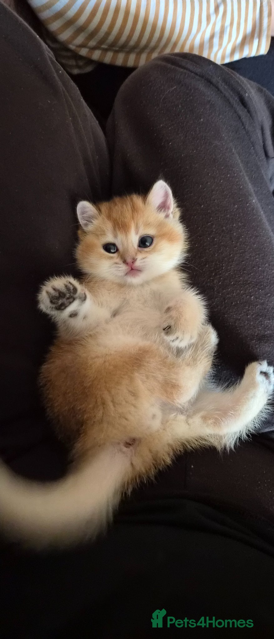 Scottish Fold cats Only 2 left - Advert 3