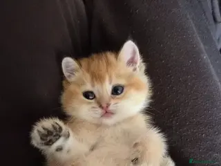 Scottish Fold cats Only 2 left - Advert 3