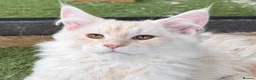 Maine Coon cats for sale: READY TO LEAVE Tica registered Maine Coons  - Advert 12