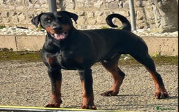 Dobermann dogs for sale: Beautiful puppy’s  - Image 17