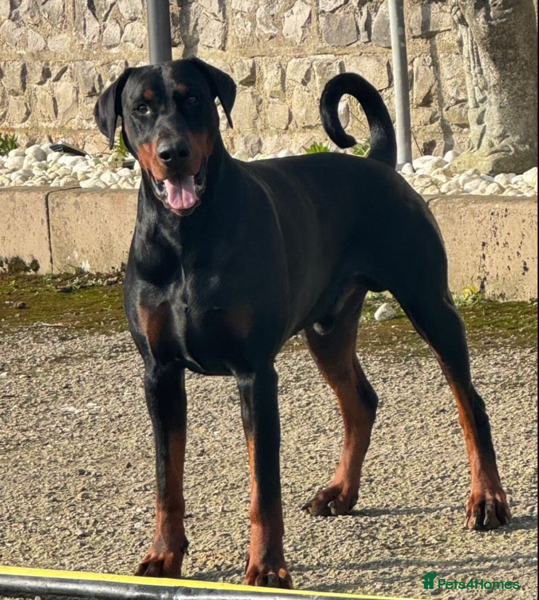 Dobermann dogs for sale: Beautiful puppy’s  - Image 17