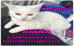 Mixed Breed cats for sale: cross breed Scottish fold cross main coon  - Image 2