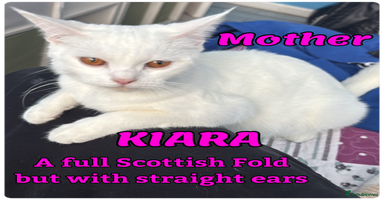 Mixed Breed cats - Advert 5