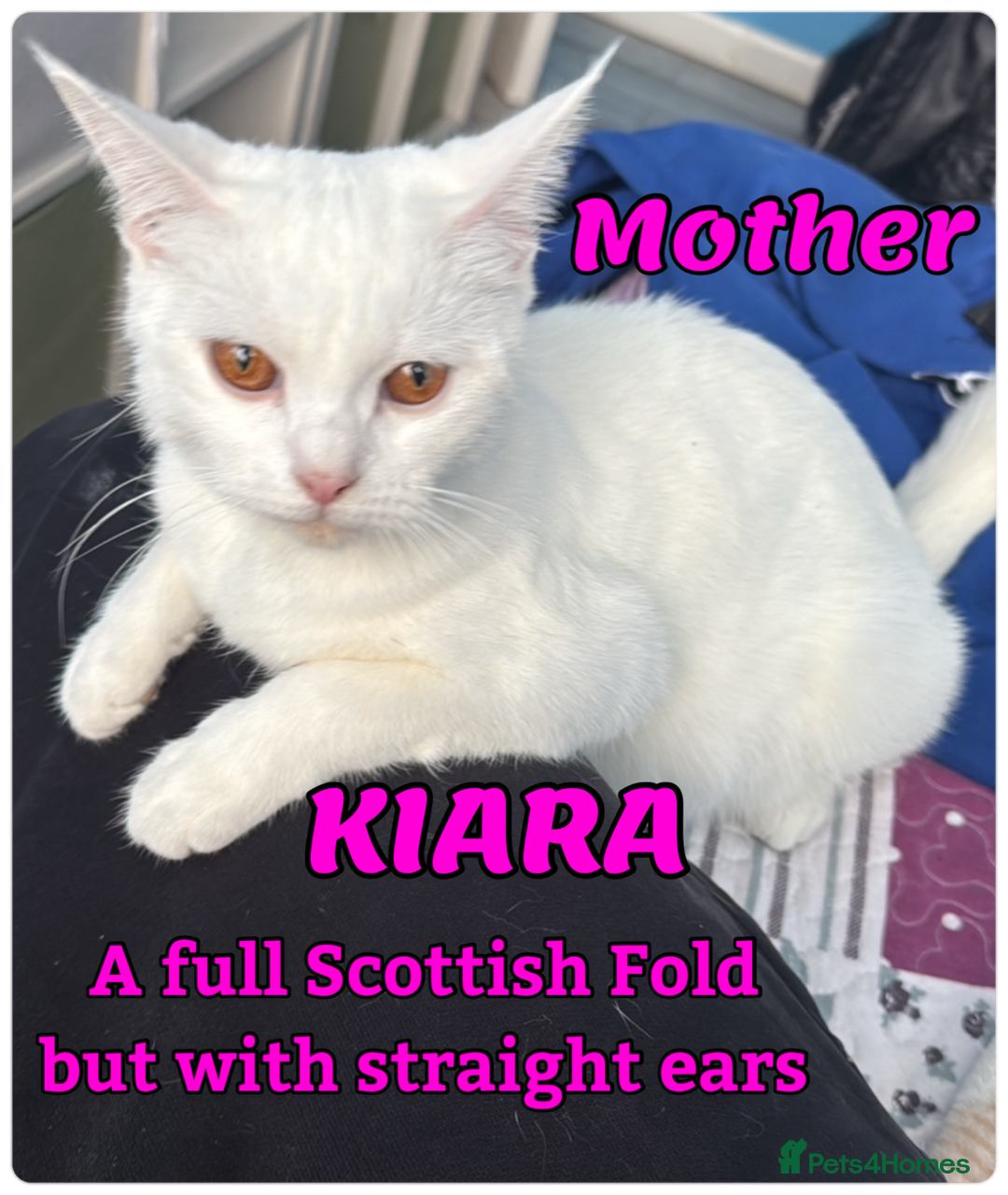 Mixed Breed cats for sale: cross breed Scottish fold cross main coon  - Image 2