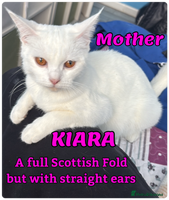 Mixed Breed cats - Advert 5