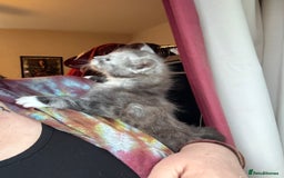 Maine Coon cats for sale: 4 Maine Coon Kittens - Just 2 left - Image 9