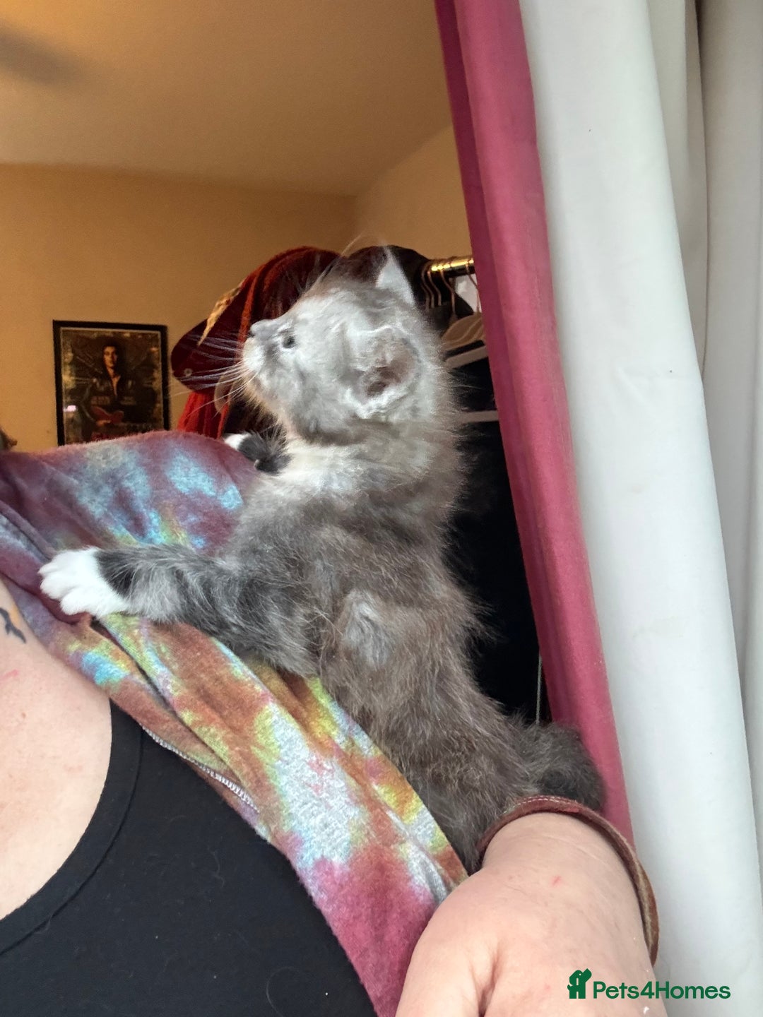 Maine Coon cats for sale: 4 Maine Coon Kittens - Just 2 left - Image 9