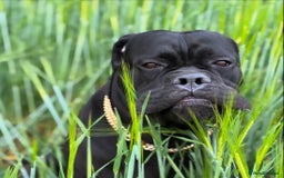 Cane Corso dogs for sale: Cane corso 18 months boy looking for a new home - Image 1