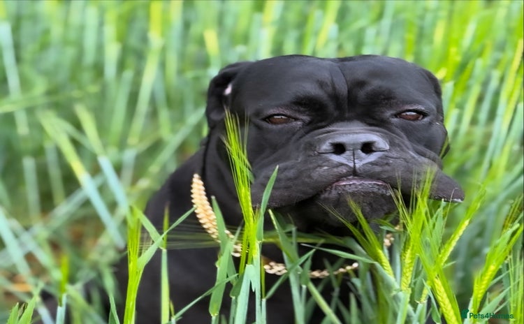 Cane Corso dogs - Advert 1