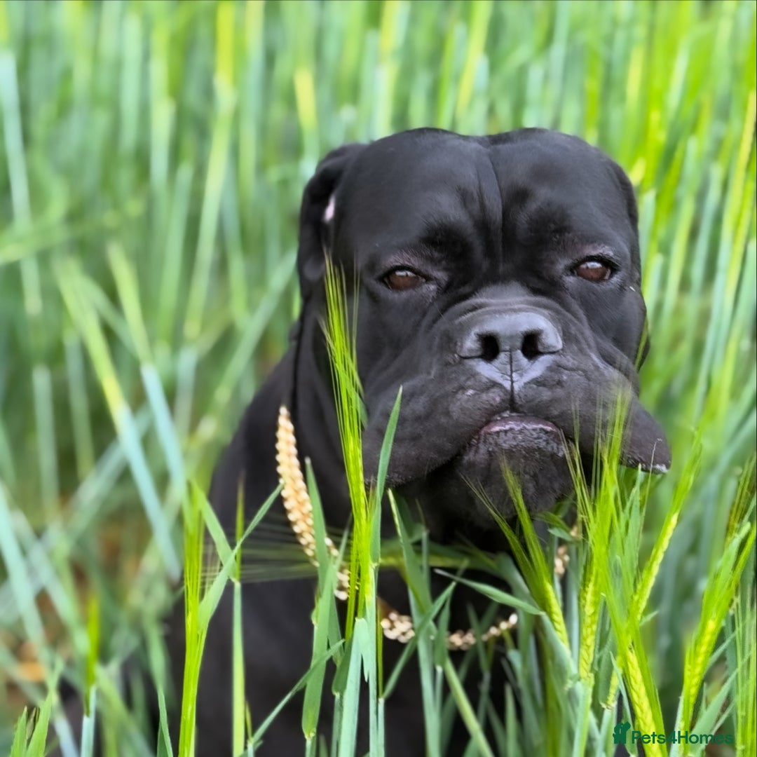 Cane Corso dogs for sale: Cane corso 18 months boy looking for a new home - Image 1