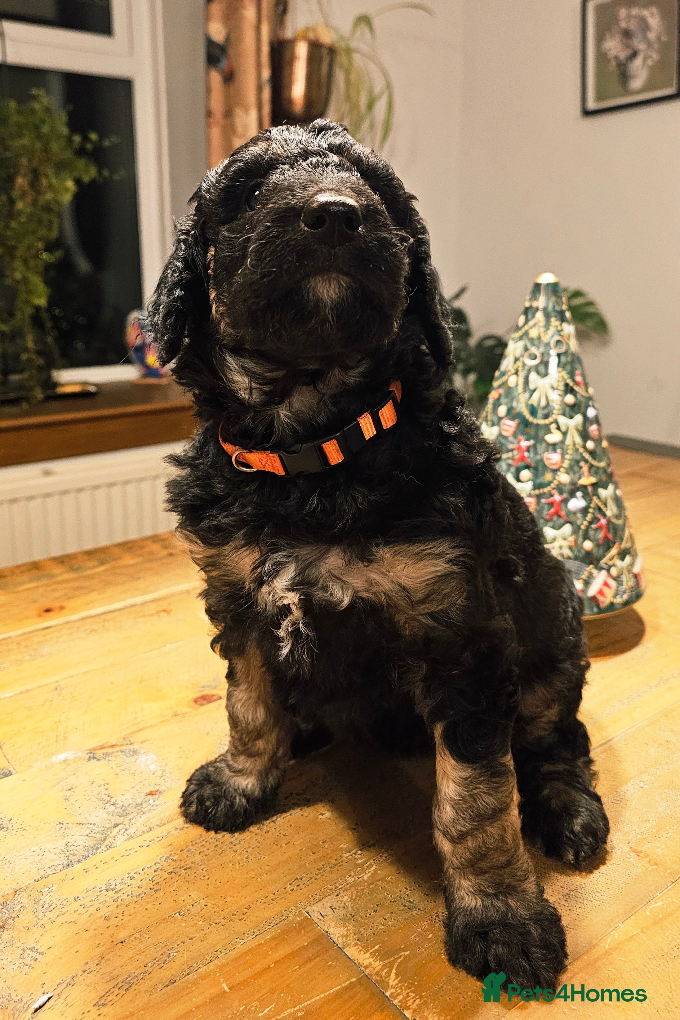 Bernedoodle dogs Final 2 available for reservation ❤️ - Advert 18