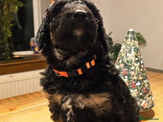 Bernedoodle dogs Final 2 available for reservation ❤️ - Advert 18