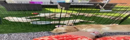Golden Retriever dogs for sale: Golden retriever  in Romford - Advert 34