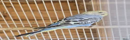 Budgerigars birds for sale: Colourful Budgies Healthy Social and Ready to Fly! - Advert 7