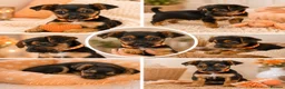 Yorkshire Terrier dogs for sale: Yorkshire terrier puppies ready now - Advert 13