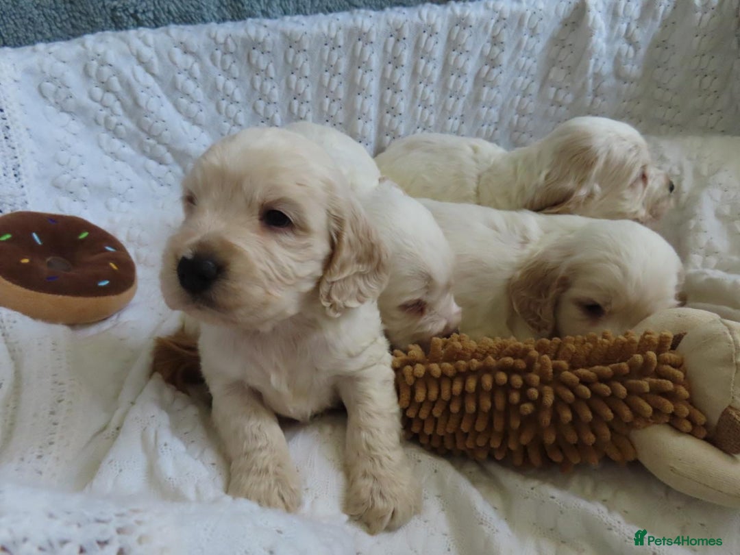 Cocker Spaniel dogs for sale: ❤️‍🔥❤️‍🔥💥Show Type Cocker Spaniel Puppies - Advert 14