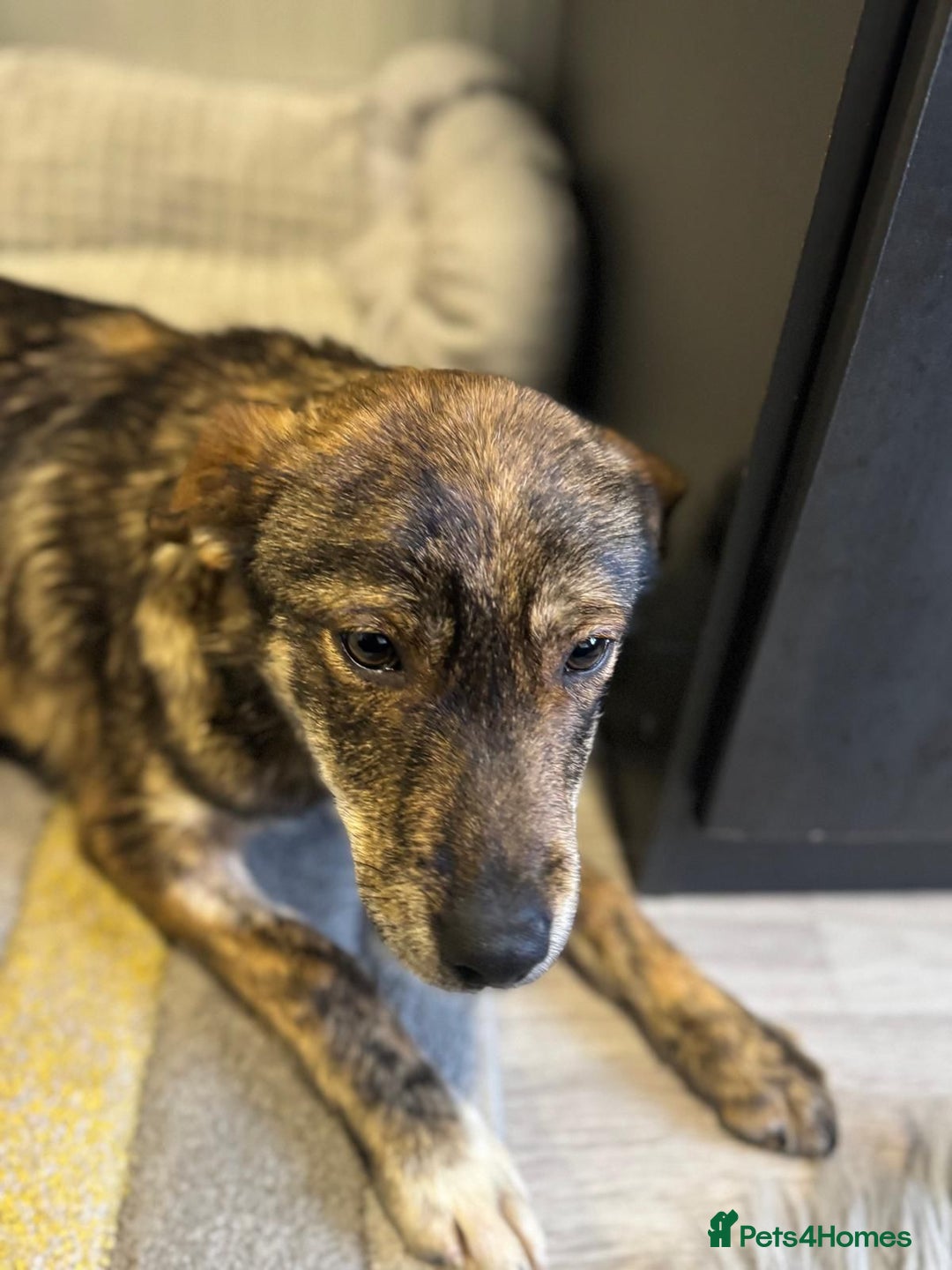 Mixed Breed dogs for adoption: Beautiful Bella needs her special home - Advert 17