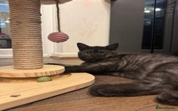 British Shorthair cats for sale: RARE COLOUR PURE PEDIGREE BSH KITTENS.2 BOYS LEFT. - Image 1
