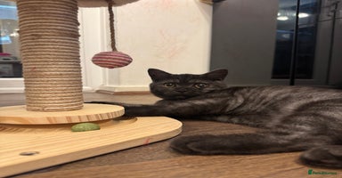 British Shorthair cats - Advert 5