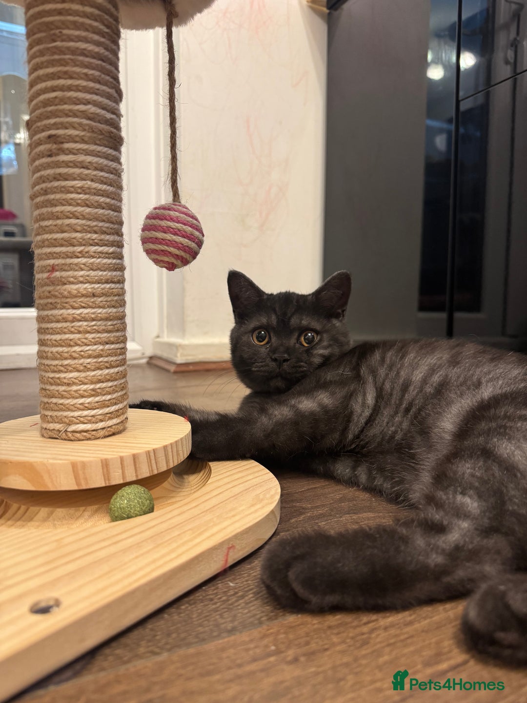 British Shorthair cats for sale: RARE COLOUR PURE PEDIGREE BSH KITTENS.2 BOYS LEFT. - Image 1