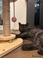 British Shorthair cats - Advert 5