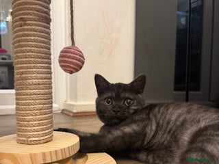 British Shorthair cats - Advert 1