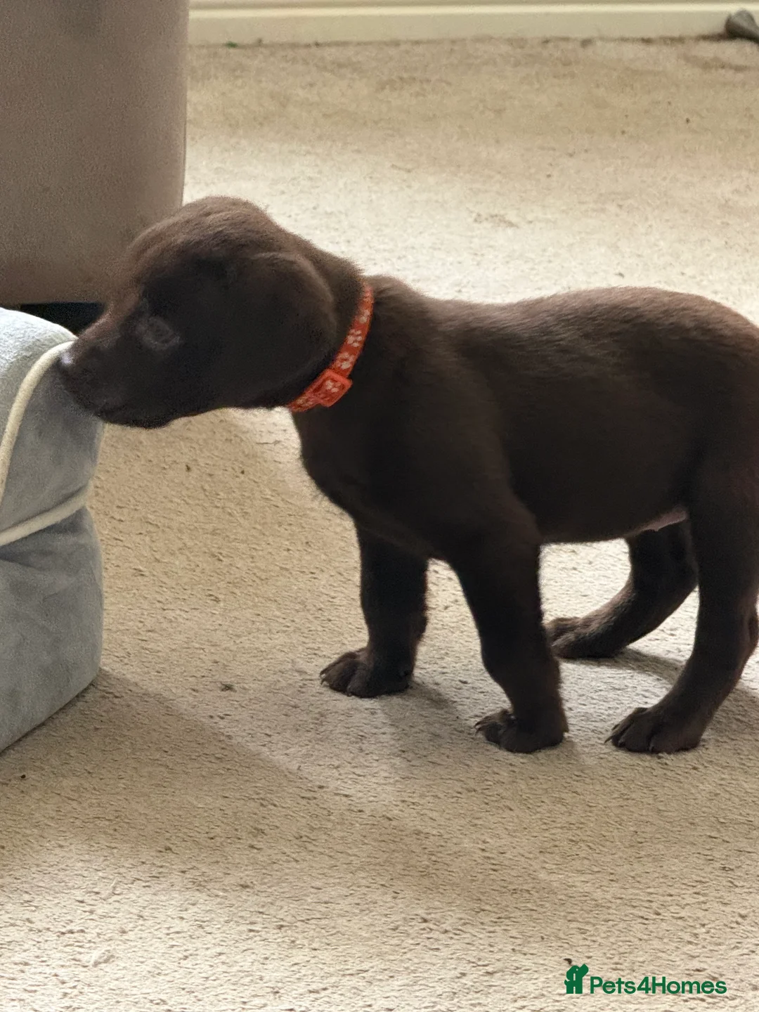 Labrador Retriever dogs for sale: KC registered Chocolate and Black labrador puppies - Advert 10