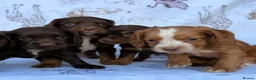 Cocker Spaniel dogs for sale: Working Type Cocker Spaniel puppies in Faringdon - Advert 11