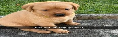 Labrador Retriever 4