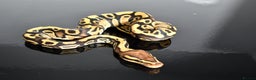 Python Snake reptiles for sale: Amazing baby ball pythons - Advert 20