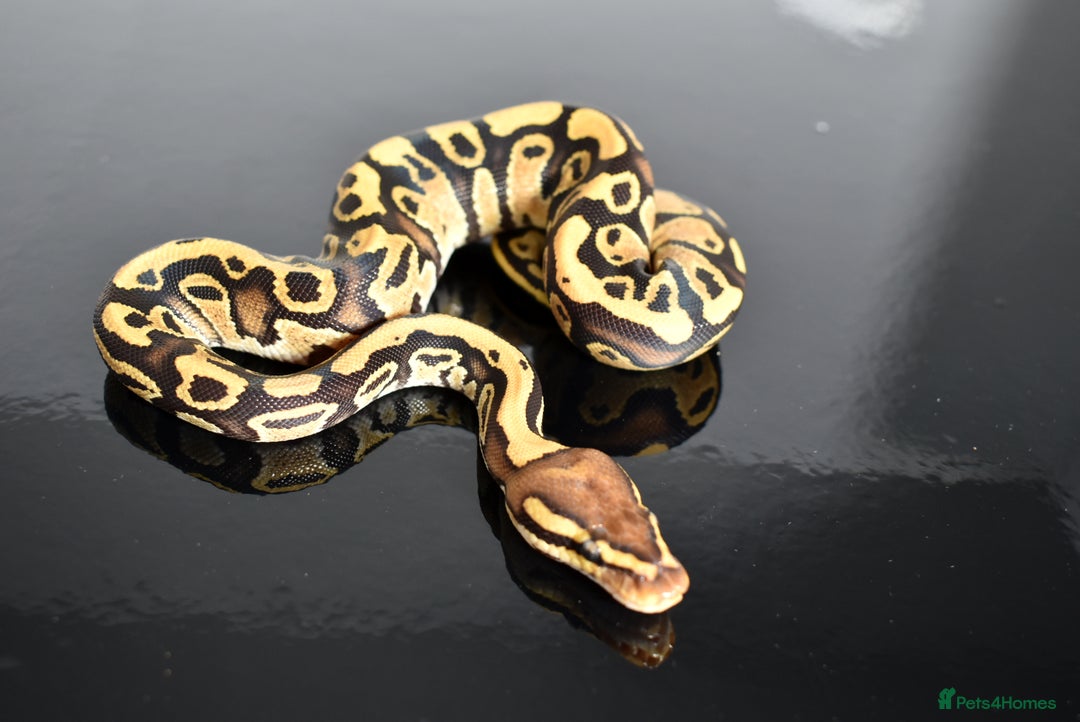 Python Snake reptiles for sale: Amazing baby ball pythons - Advert 20