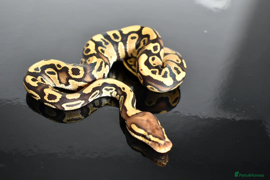 Python Snake reptiles for sale: Amazing baby ball pythons - Advert 20