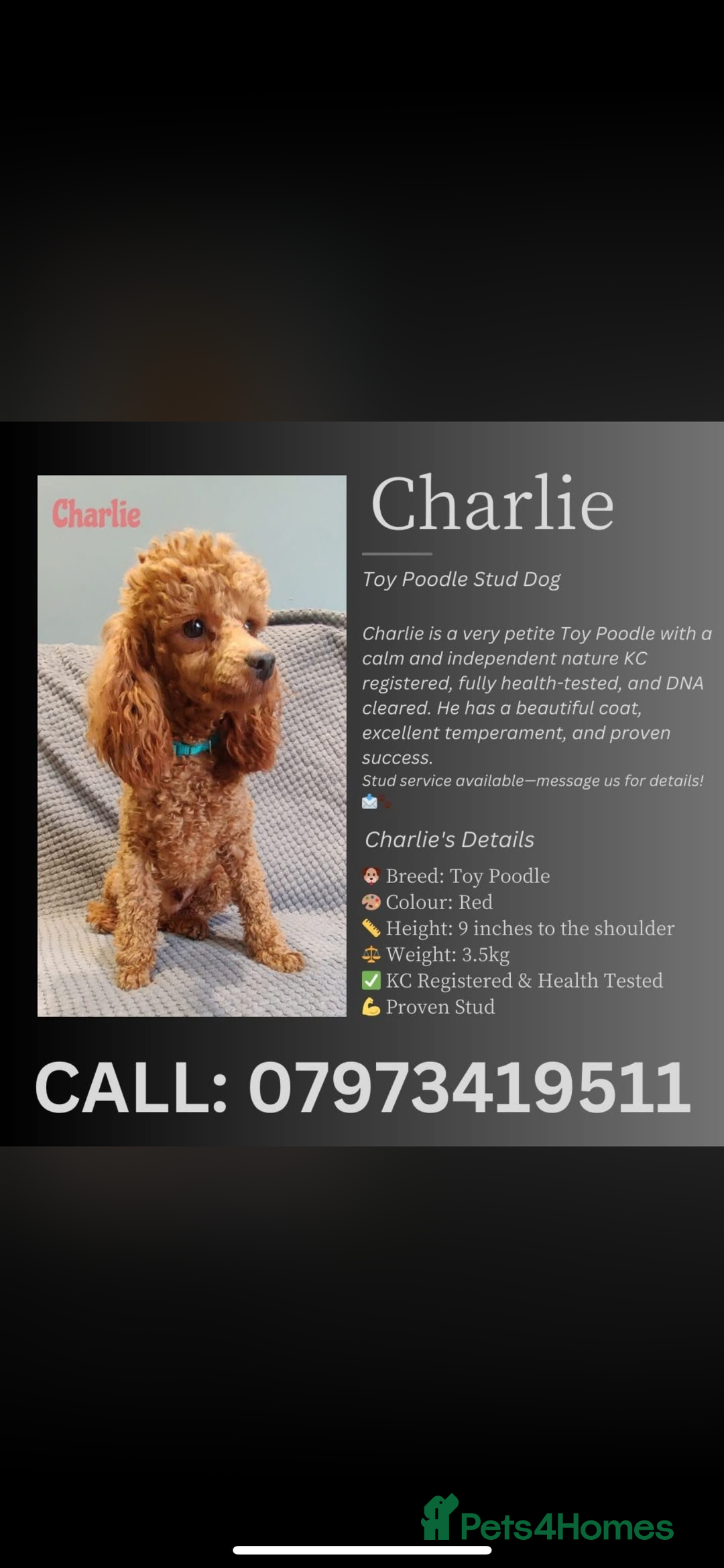 Toy Poodle dogs for sale: Toy poodle puppies.  - Advert 5