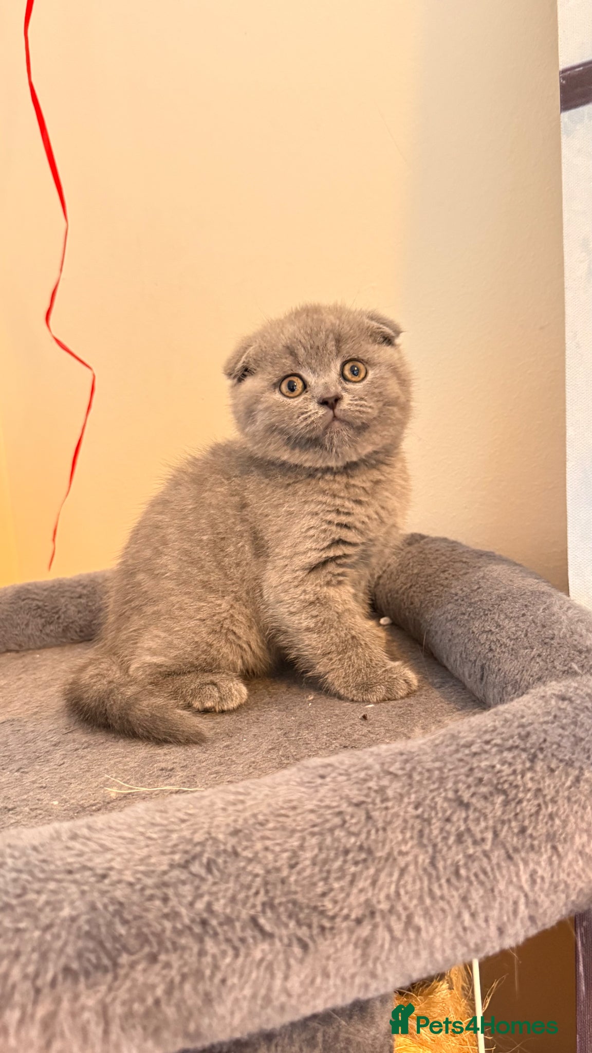 Scottish Fold cats Beautiful Scottish Fold Kitten – Litter Trained💖 - Advert 1