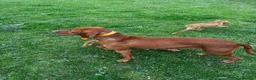 Hungarian Vizsla dogs for sale: Beautiful girl - Advert 4