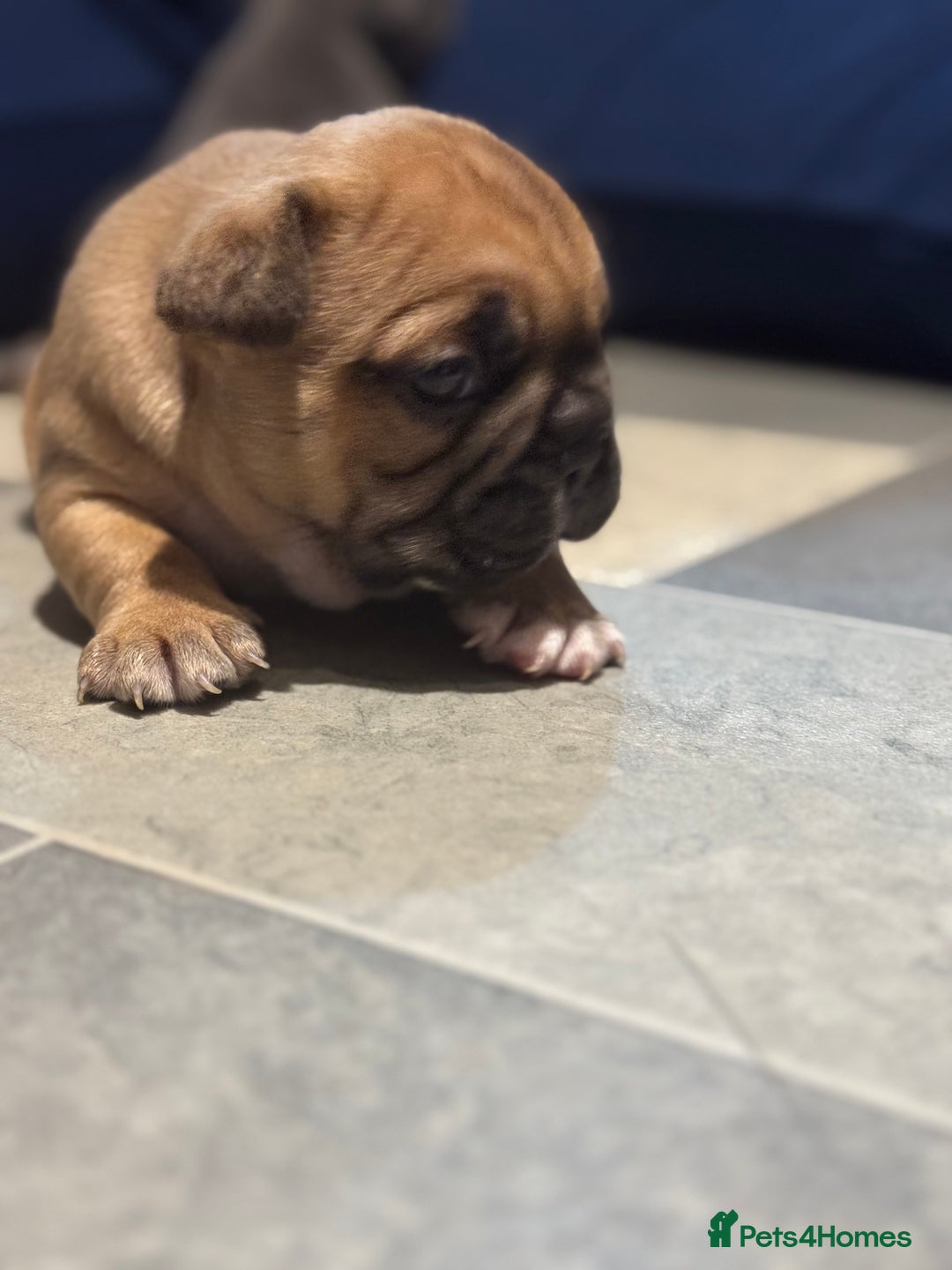 French Bulldog dogs for sale:  AMAZING PUPS  - Advert 17