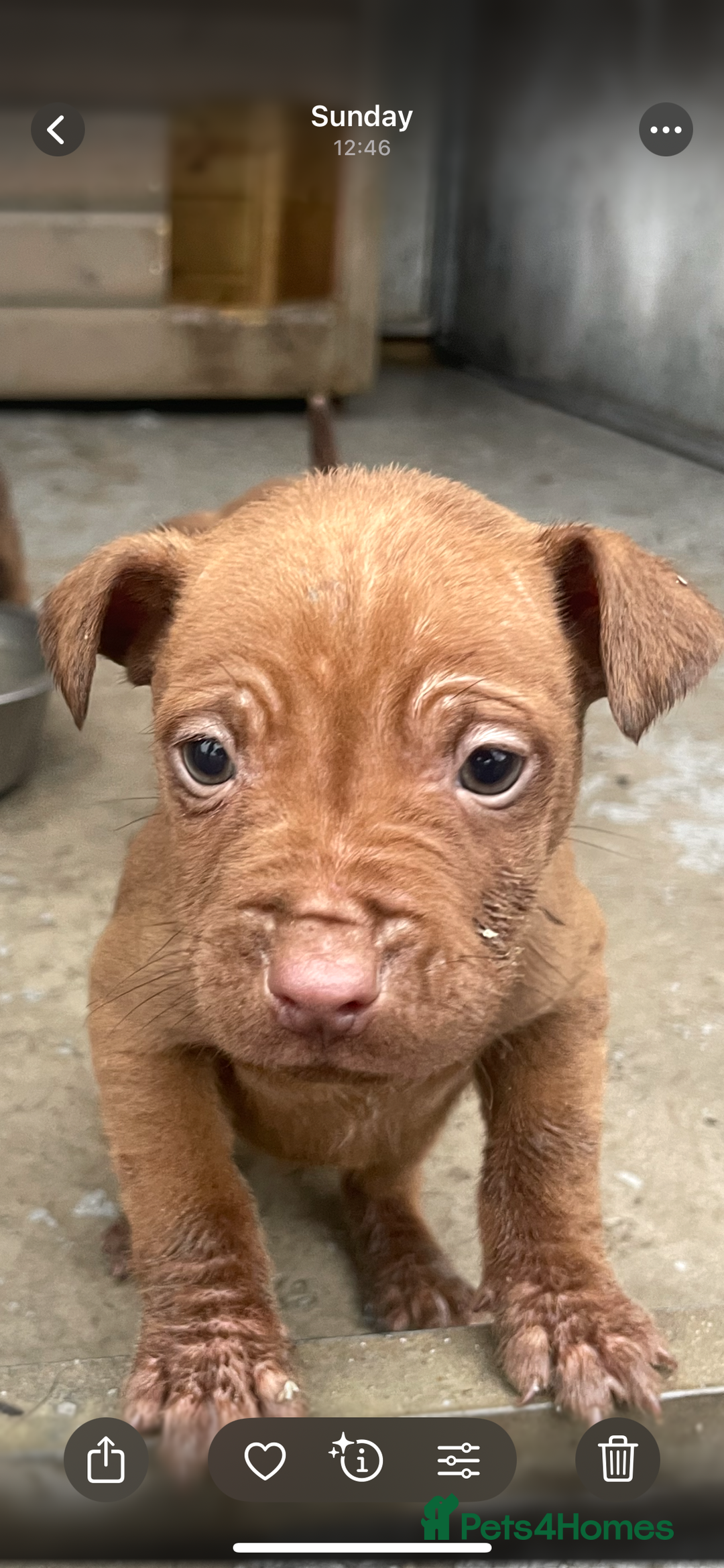 Patterdale Terrier dogs for sale: Patterdale terrier pups  - Advert 5